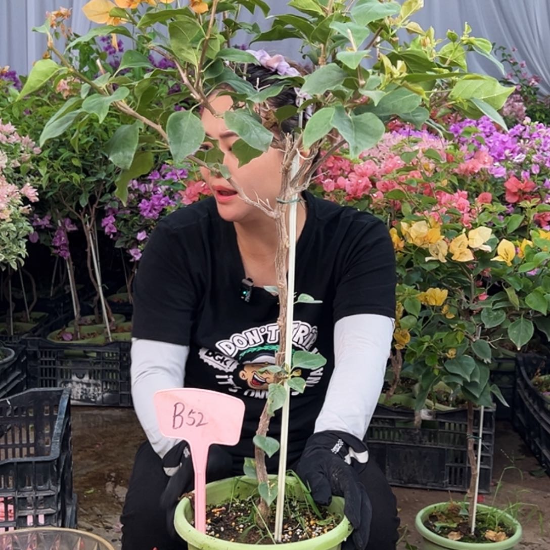 @***子大部分花苞少量开放B52金色光辉
