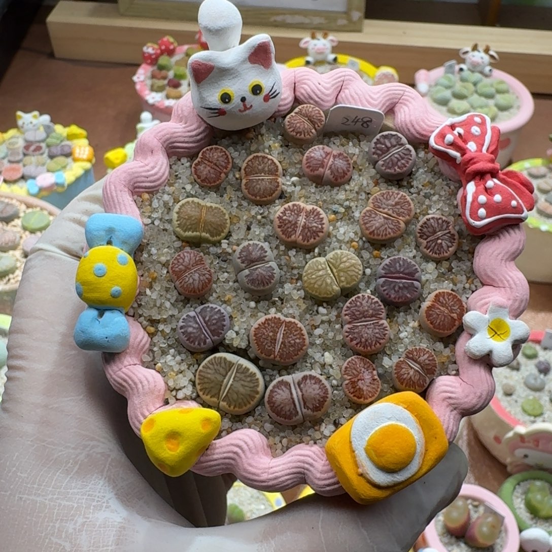 不***甜1128-054菊菊菊菊菊