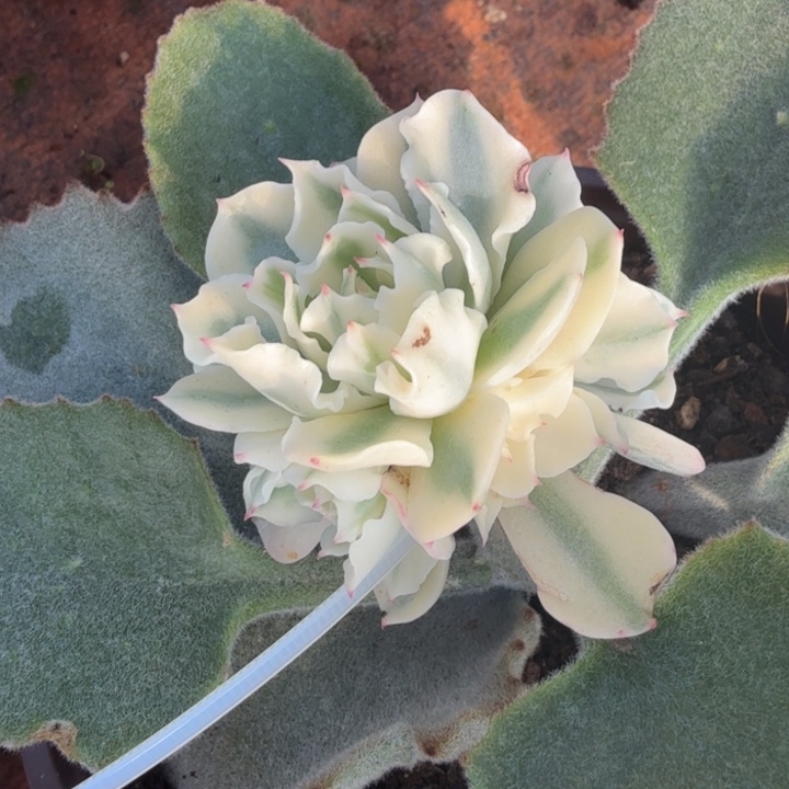 一颗的一颗海啸锦