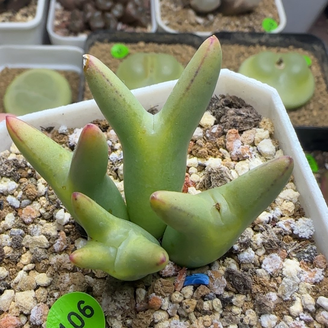 皮卡丘群生多肉植物106