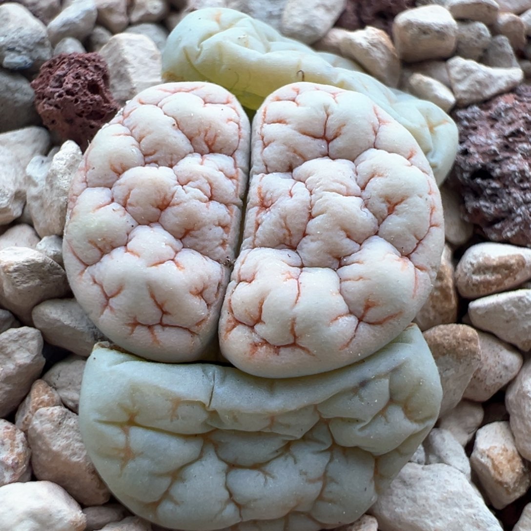 860。青蛙优选189。超白底大肌肉