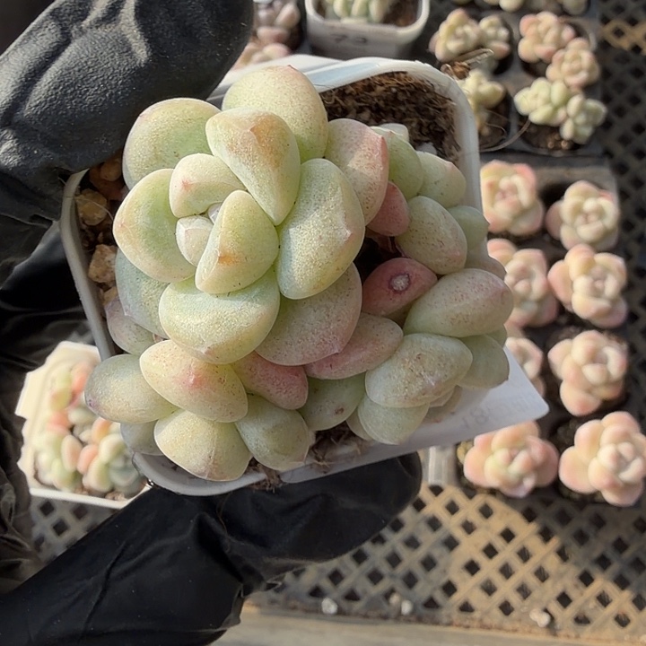 76 号到手1框一物一拍