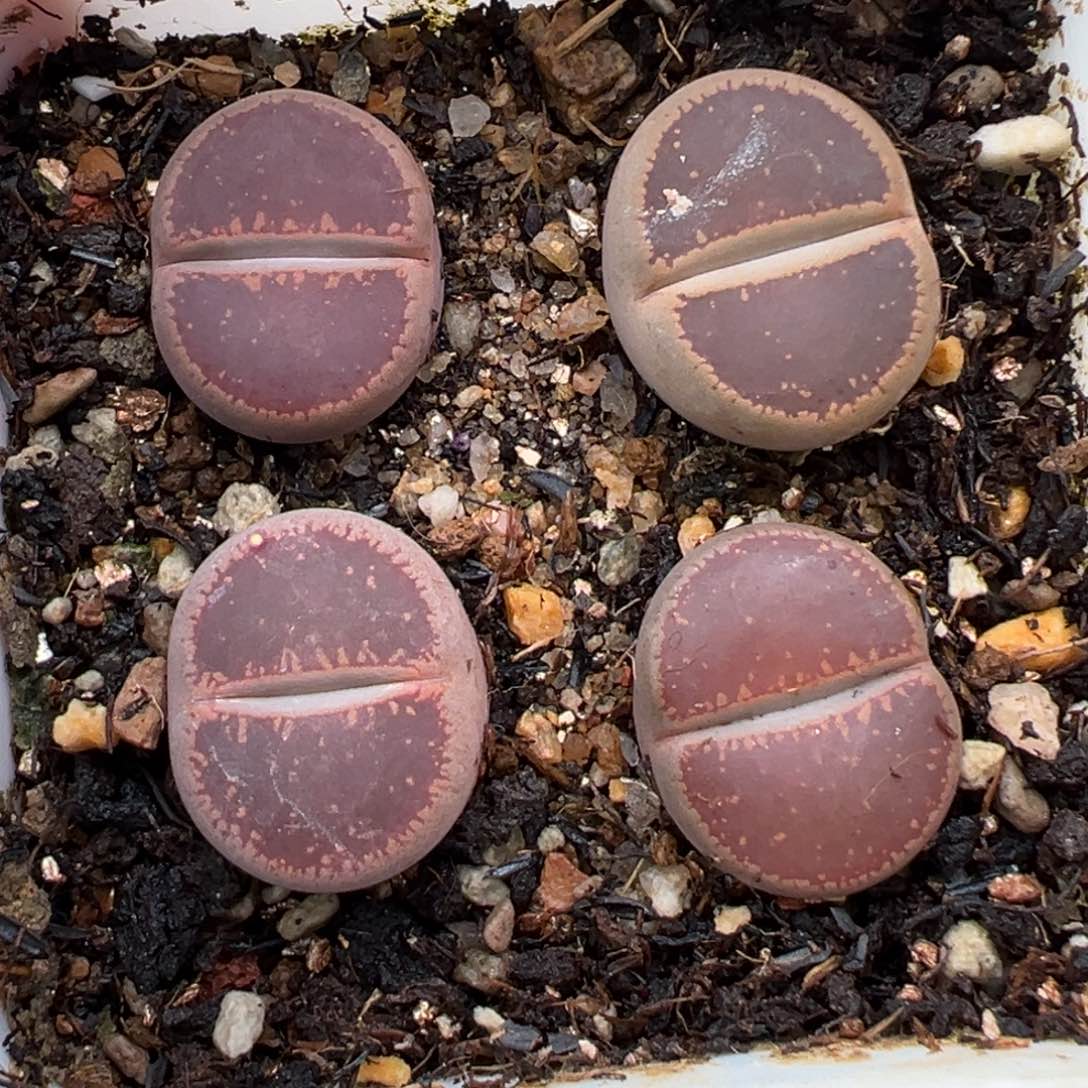 1.15好看的多肉035