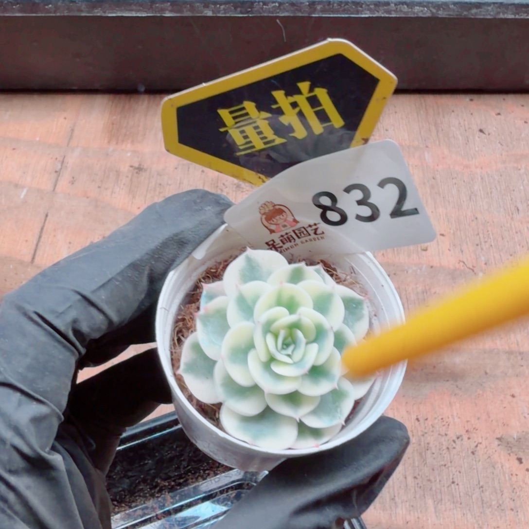 多肉植物多肉植物