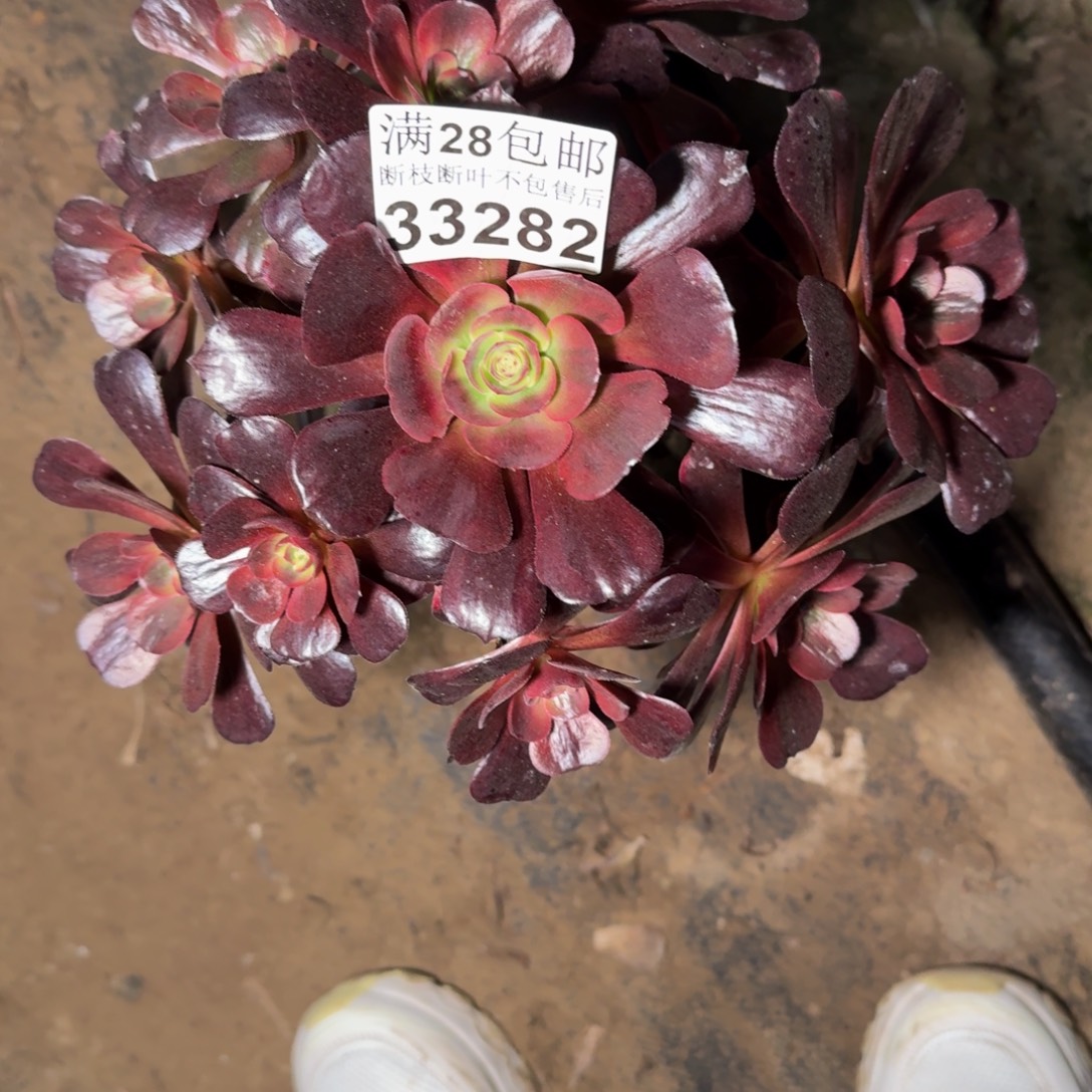 33282爱神不包断枝