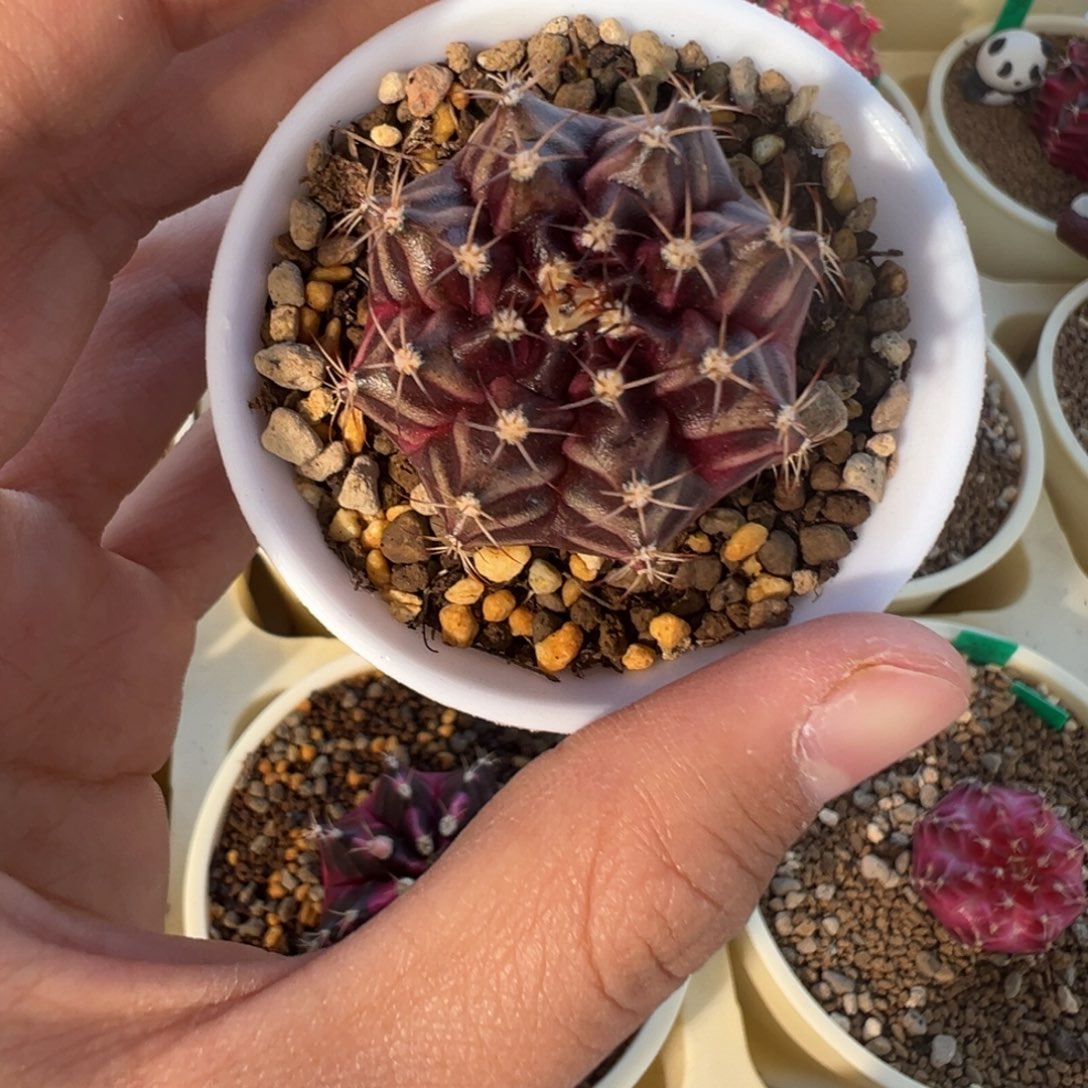 822 好看的米哈冲冲冲