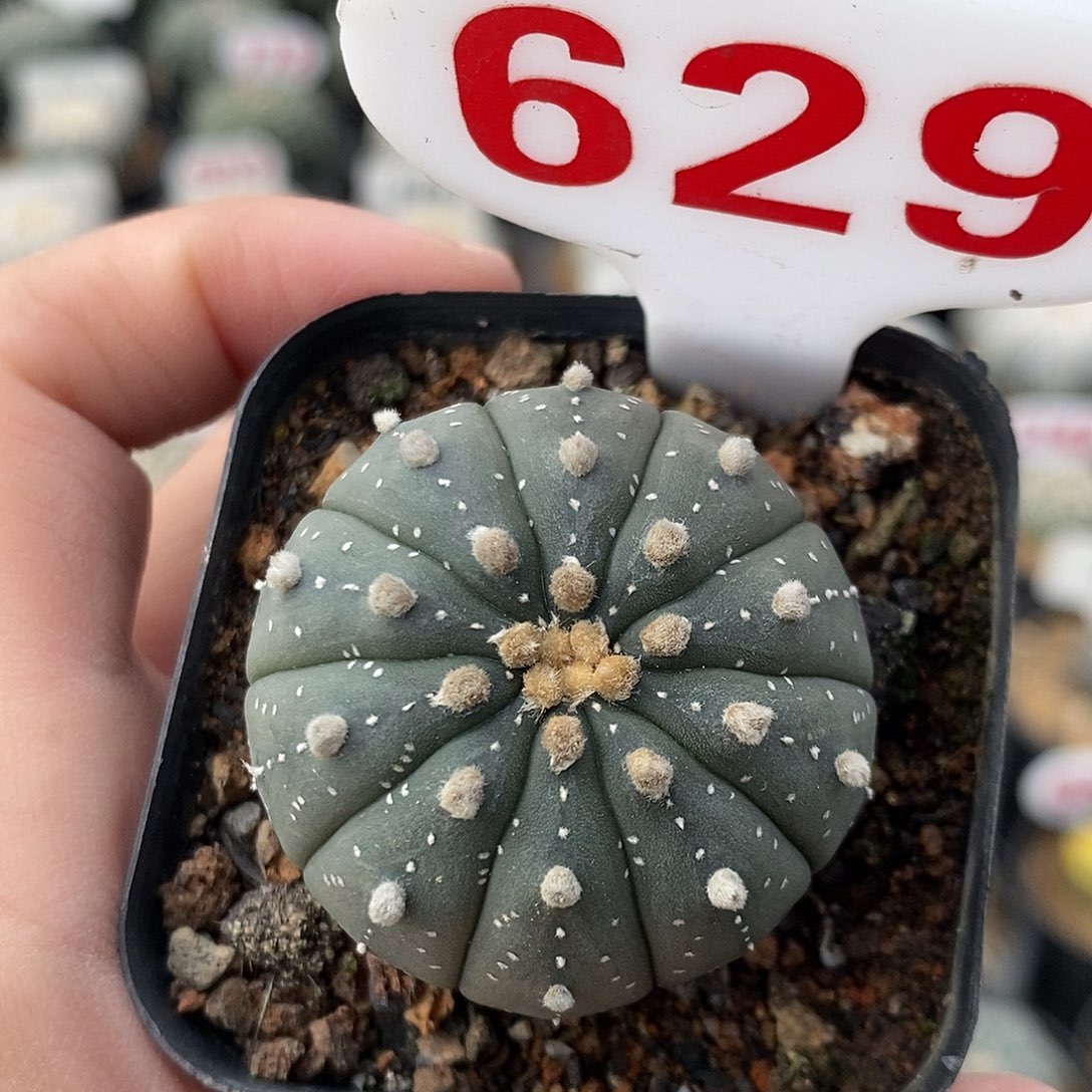 629十愣兜系列福利来啦