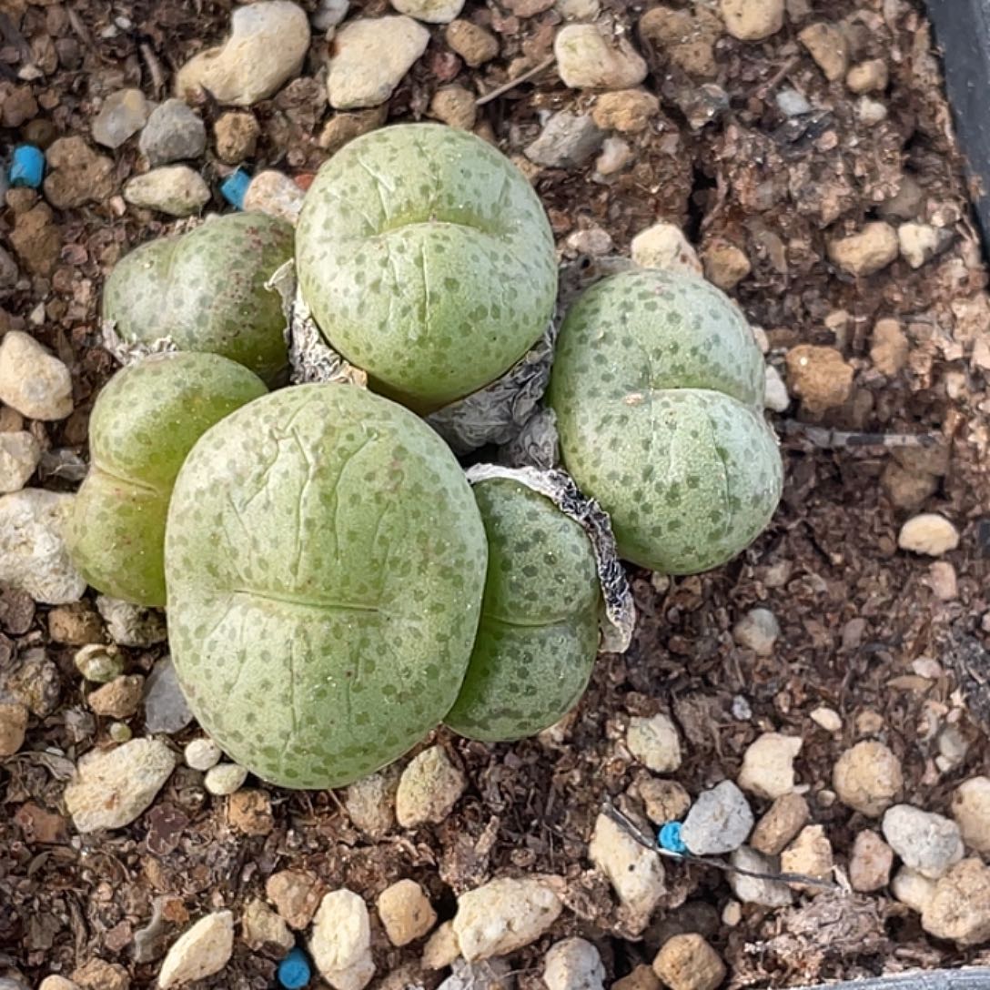 4-41金桔多肉植物