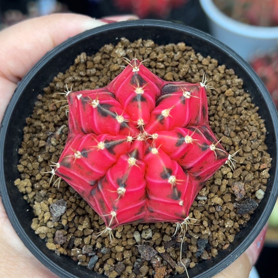 H38泰系米哈锦，带盆土发货