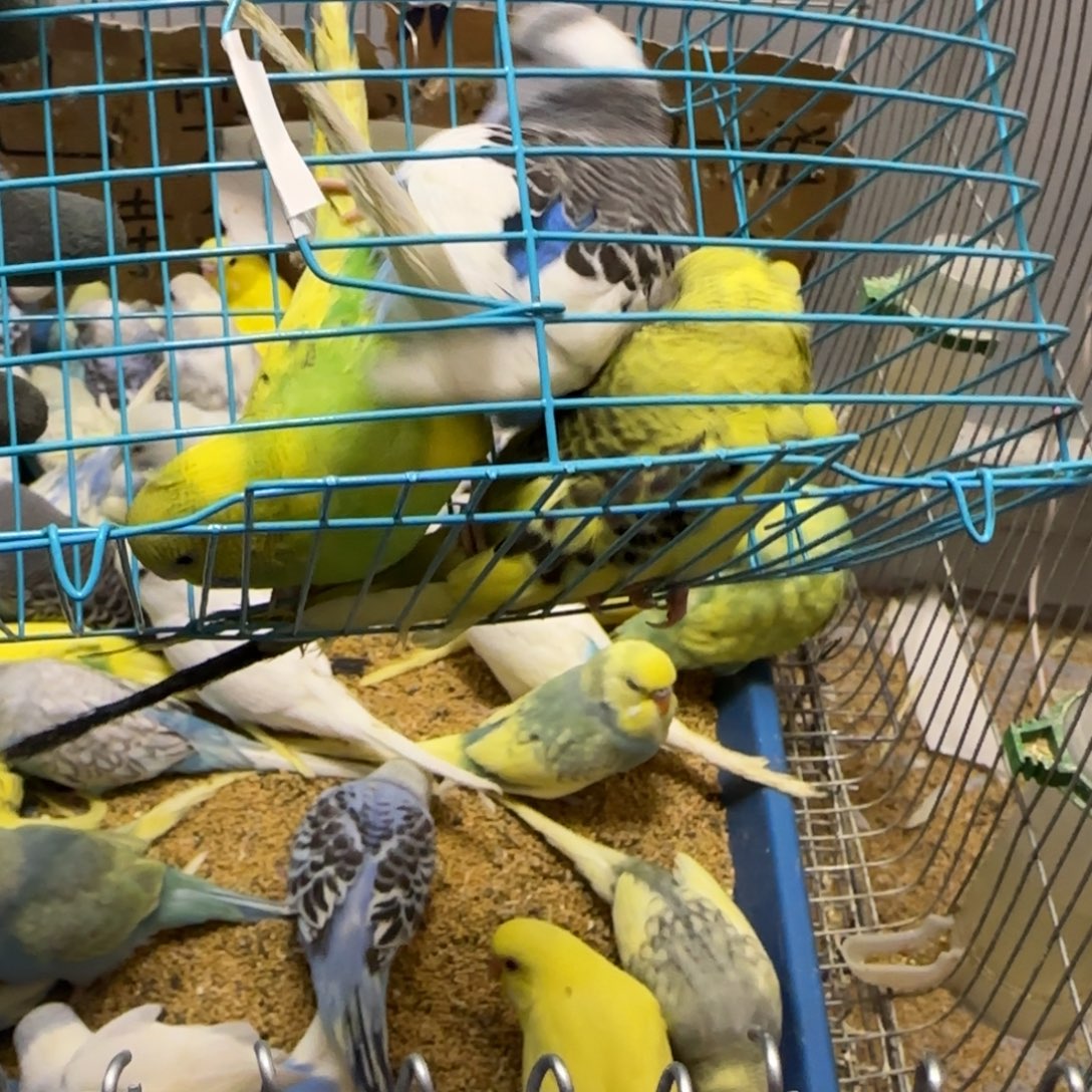 虎皮鹦鹉大头鹦鹉