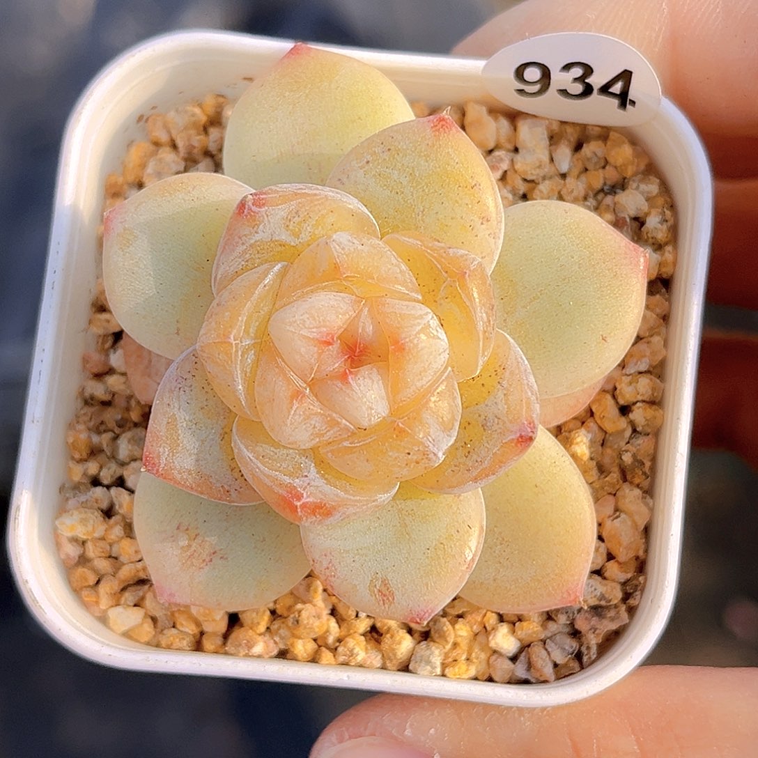 934  放漏 新品珍妮 满18包邮