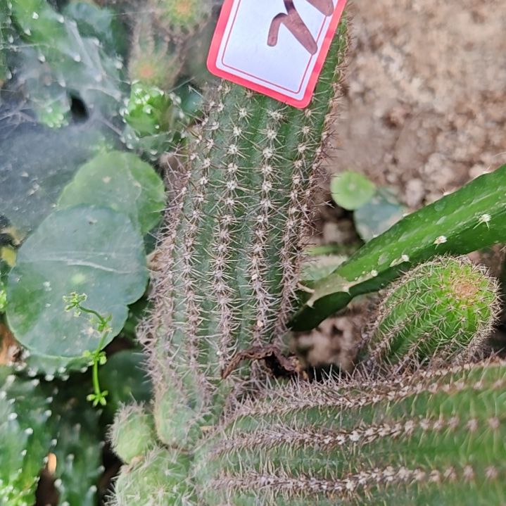 白檀侧芽华丽粉色两个大侧芽