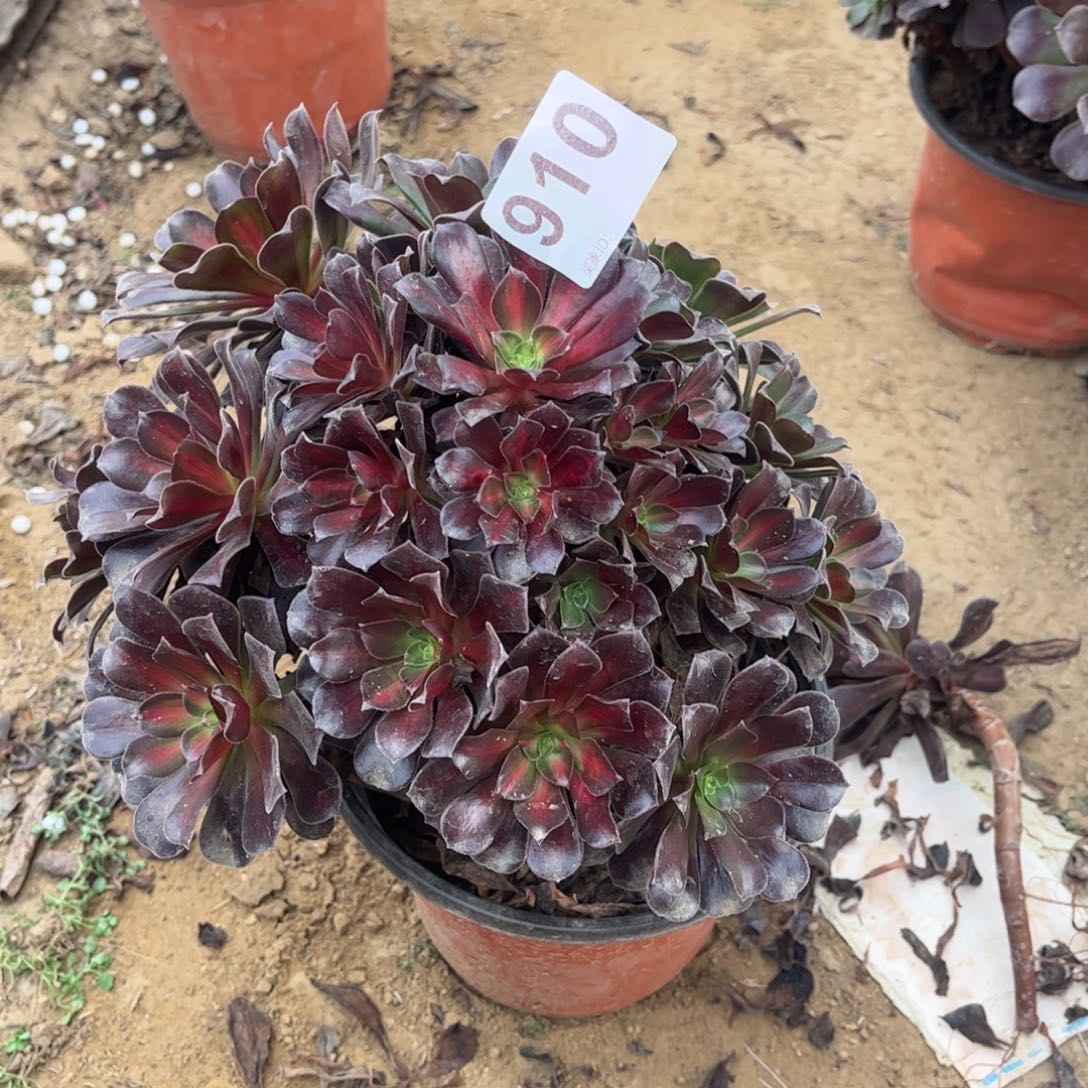 花纳910不包断枝的