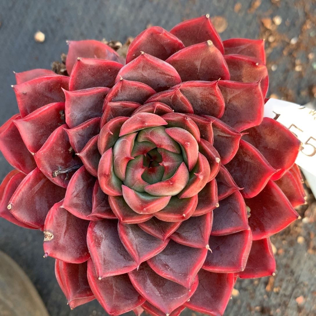 1554杂交精品基地9厘米