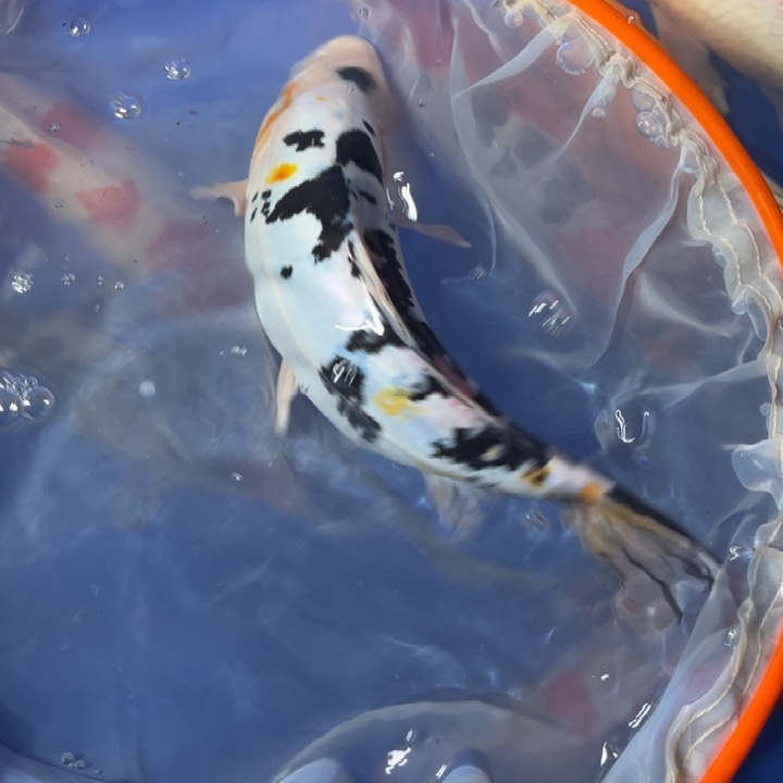 锦鲤锦鲤红白三色德系