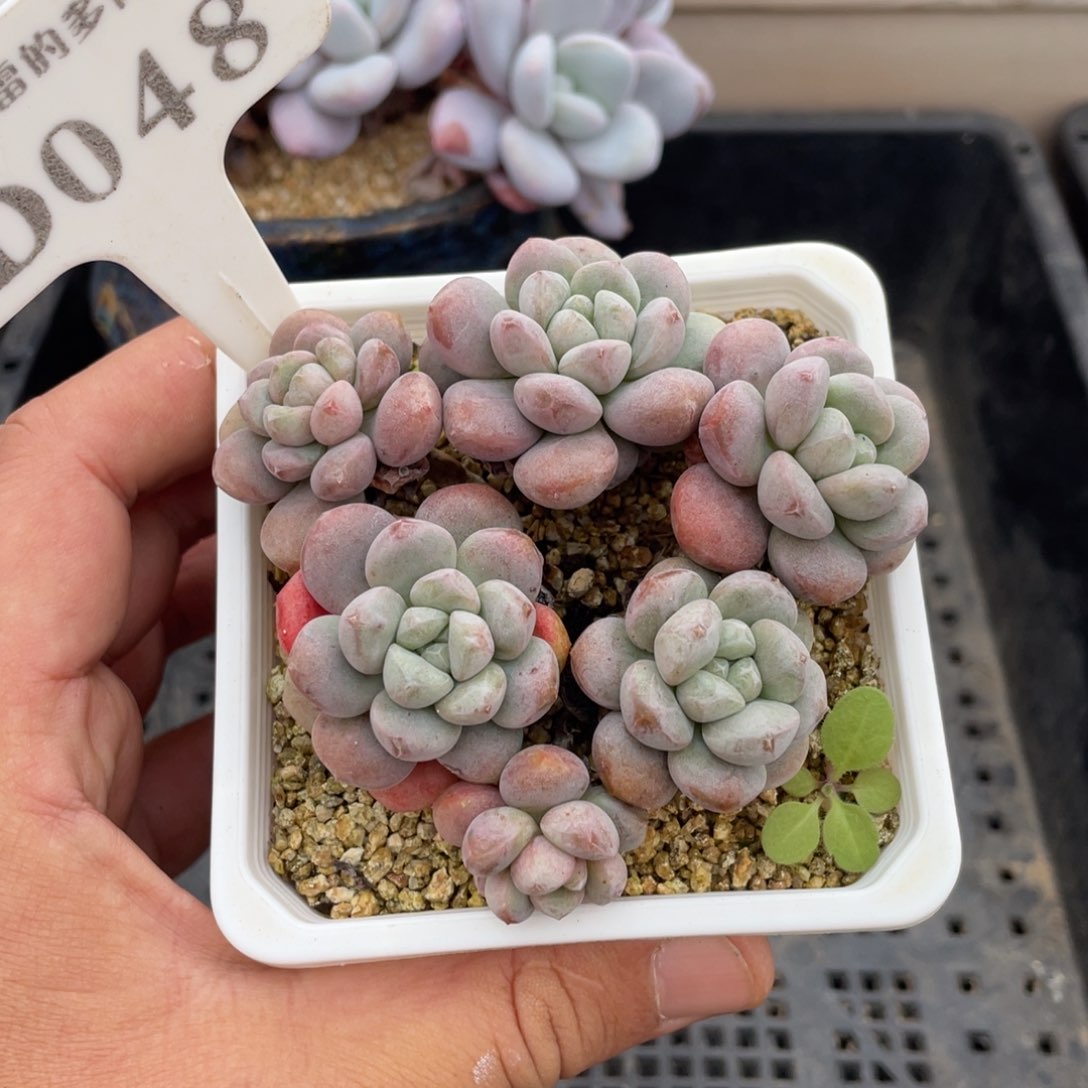 048葡萄糖不带盆8厘米