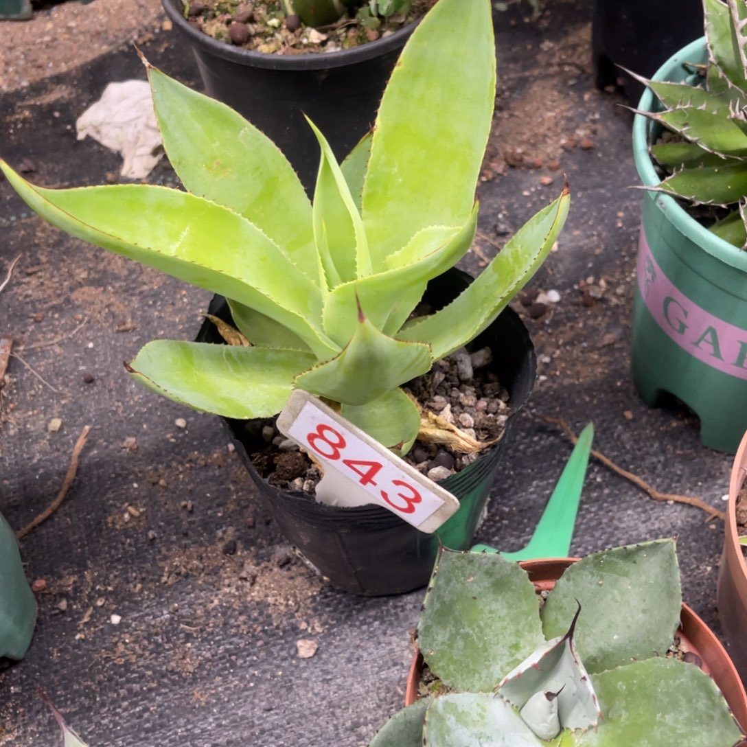 绿荷UCB龙舌兰系列