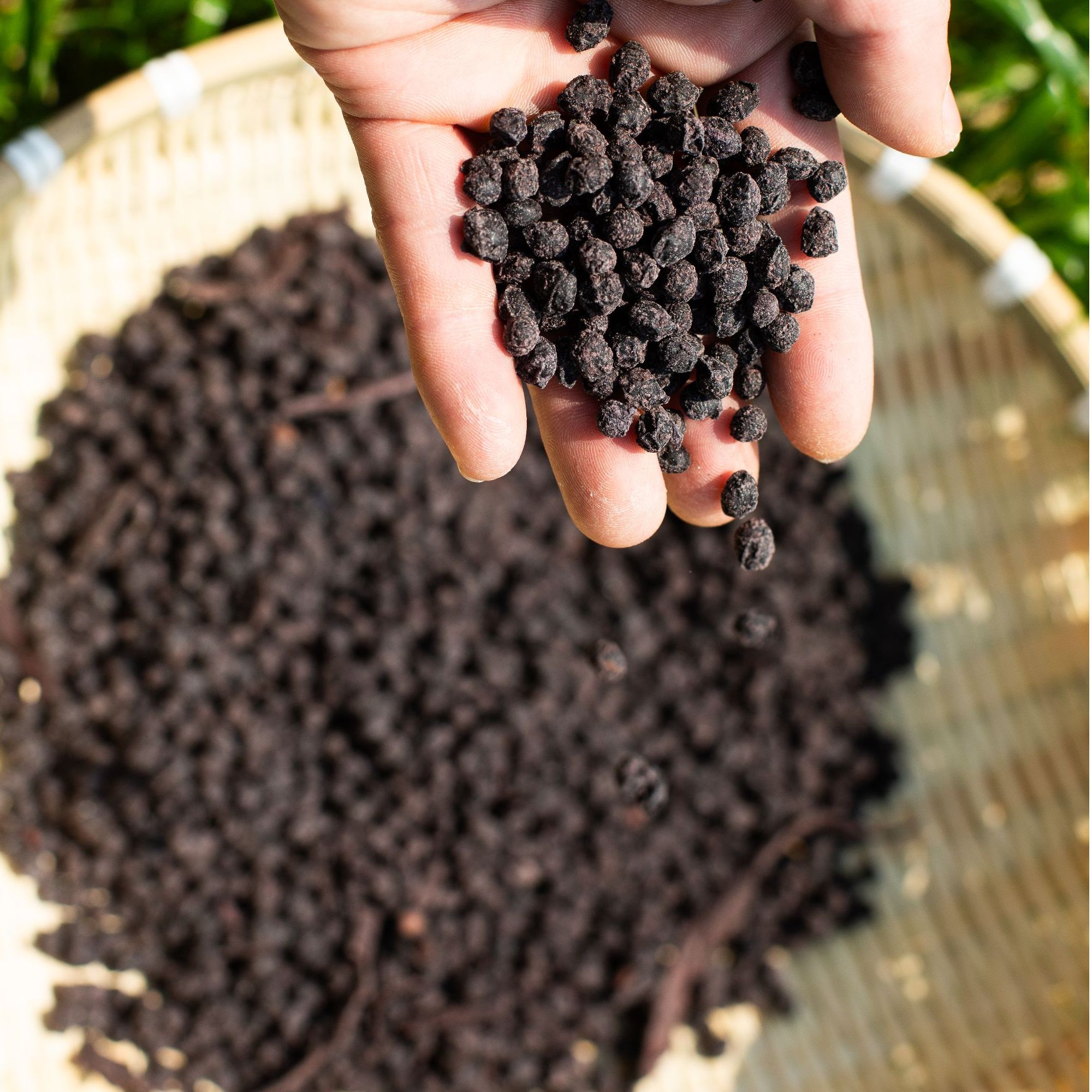 （村委助农）幕阜乡味农家手工熬制当归黑豆优质黑豆500g一瓶