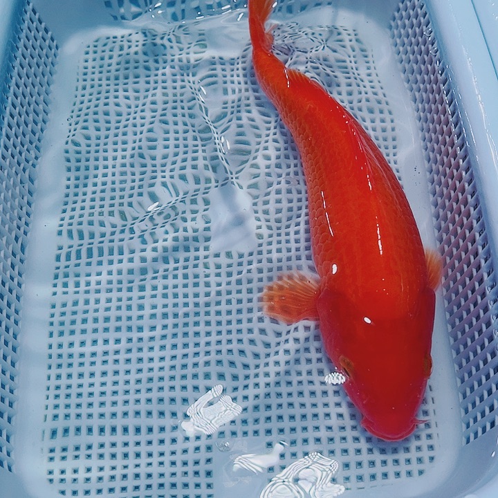 海水鱼锦鲤观赏鱼161