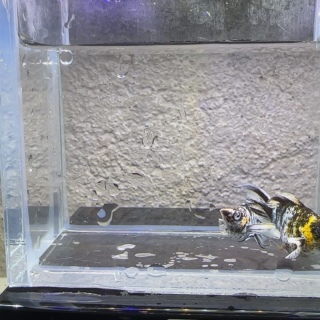 孔雀鱼红头玛丽。25号