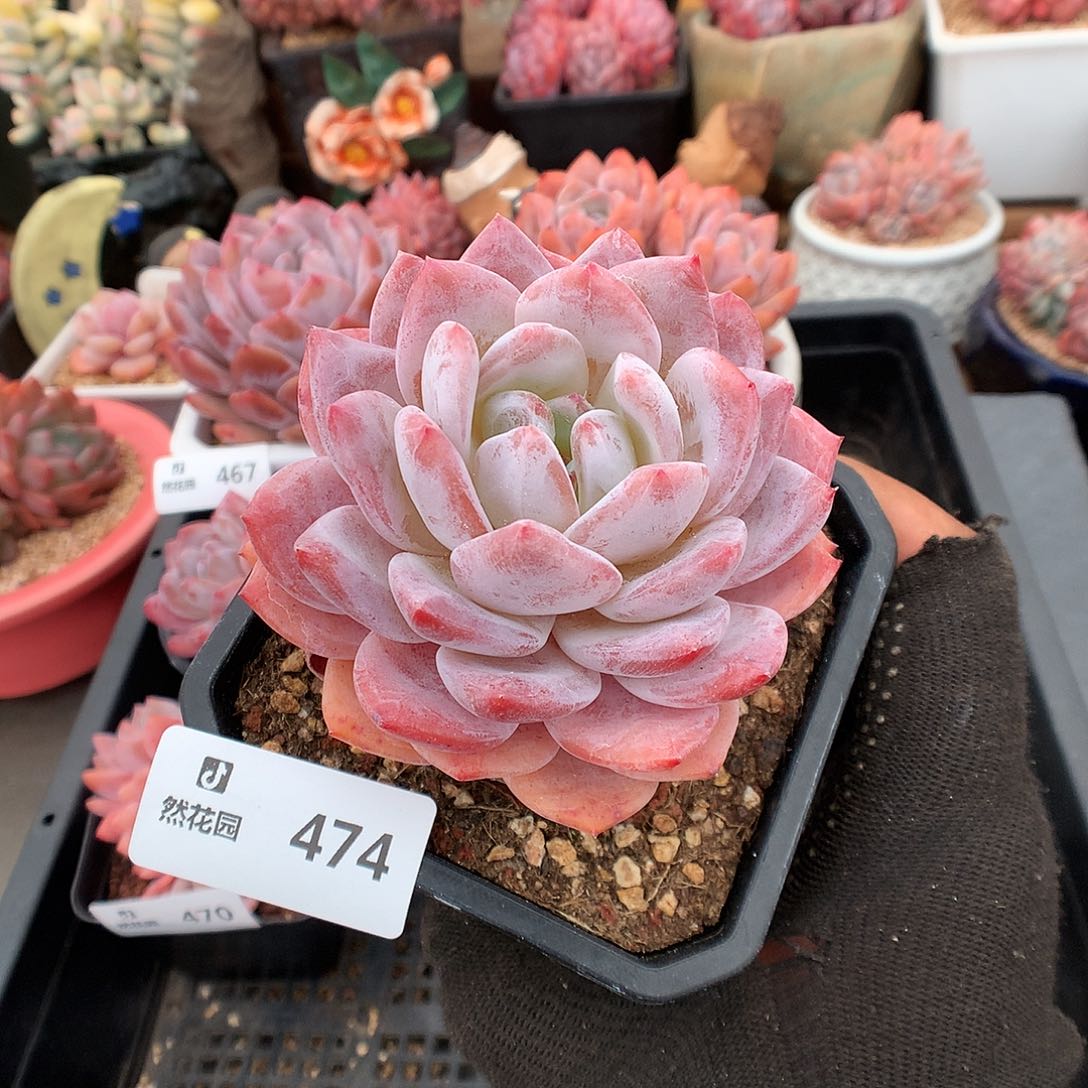 474胭脂橙多肉植物6666