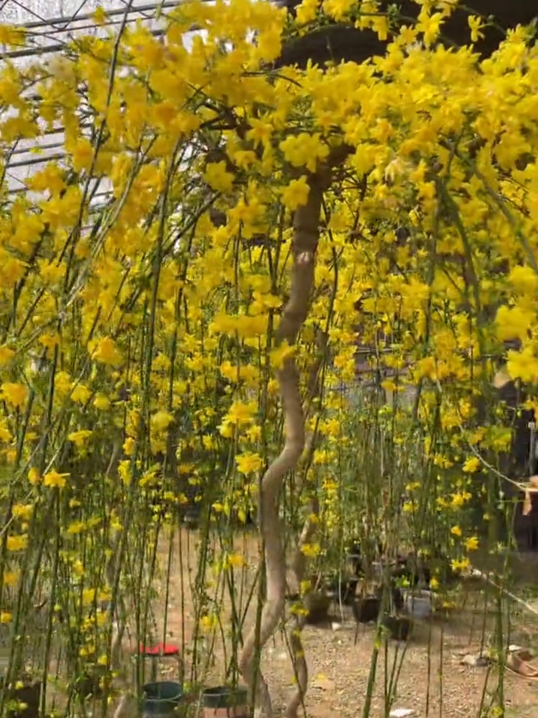 老桩探春花一物一拍室内室外均可