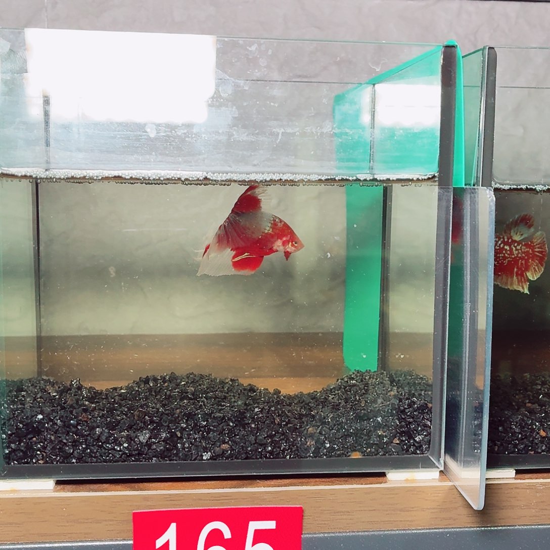 斗鱼彩金半月公鱼