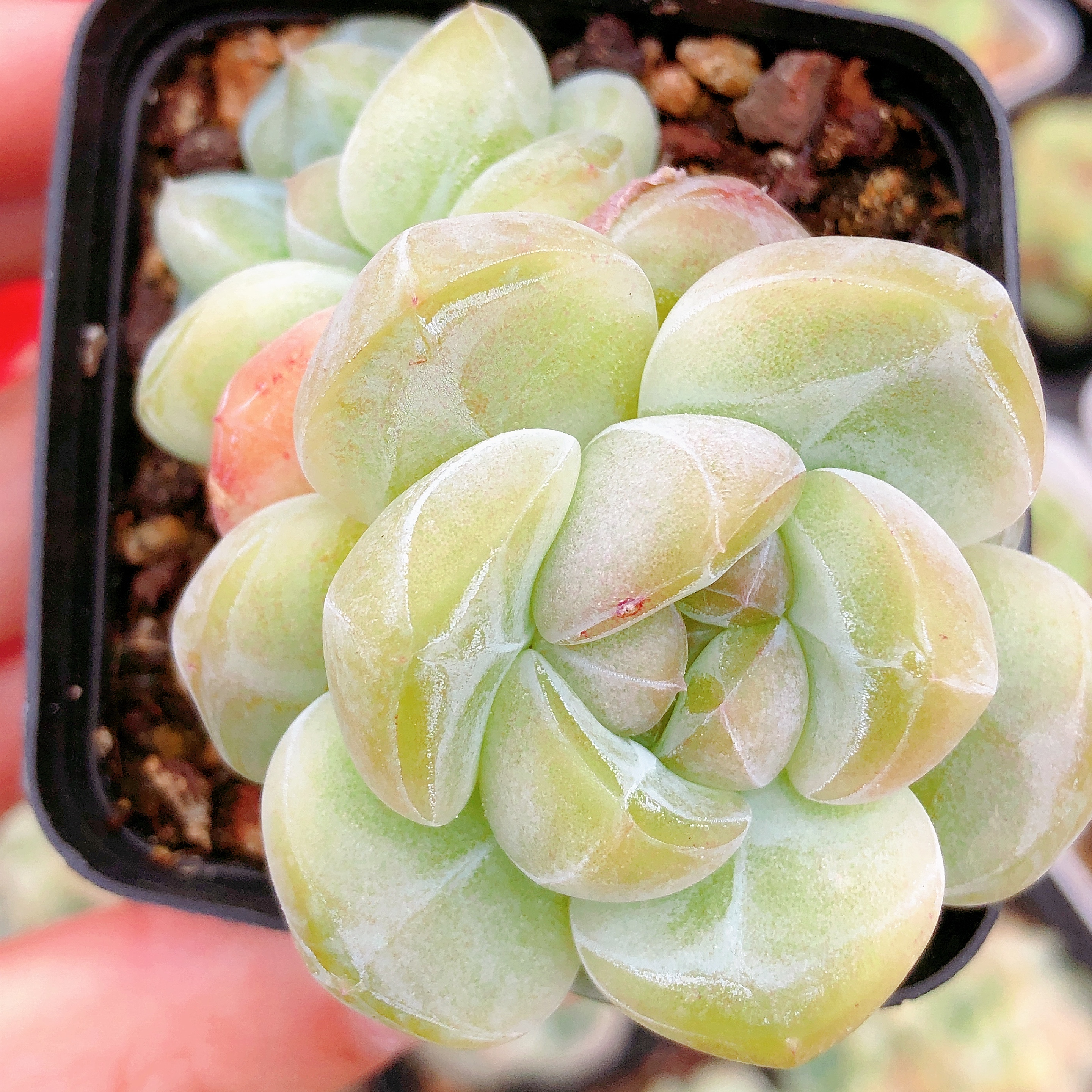 多肉植物   双头起冰梦一颗（尺寸4-5左右）满28包邮除偏远