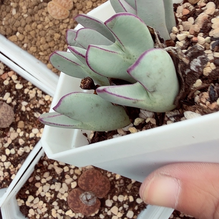 是因为他们没有勇气离开508