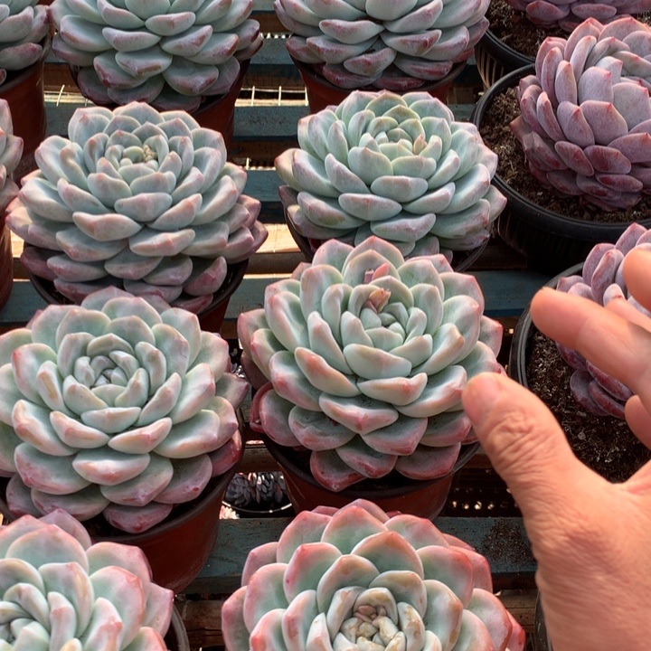 超大母本单头暗纹冰玉两单包邮