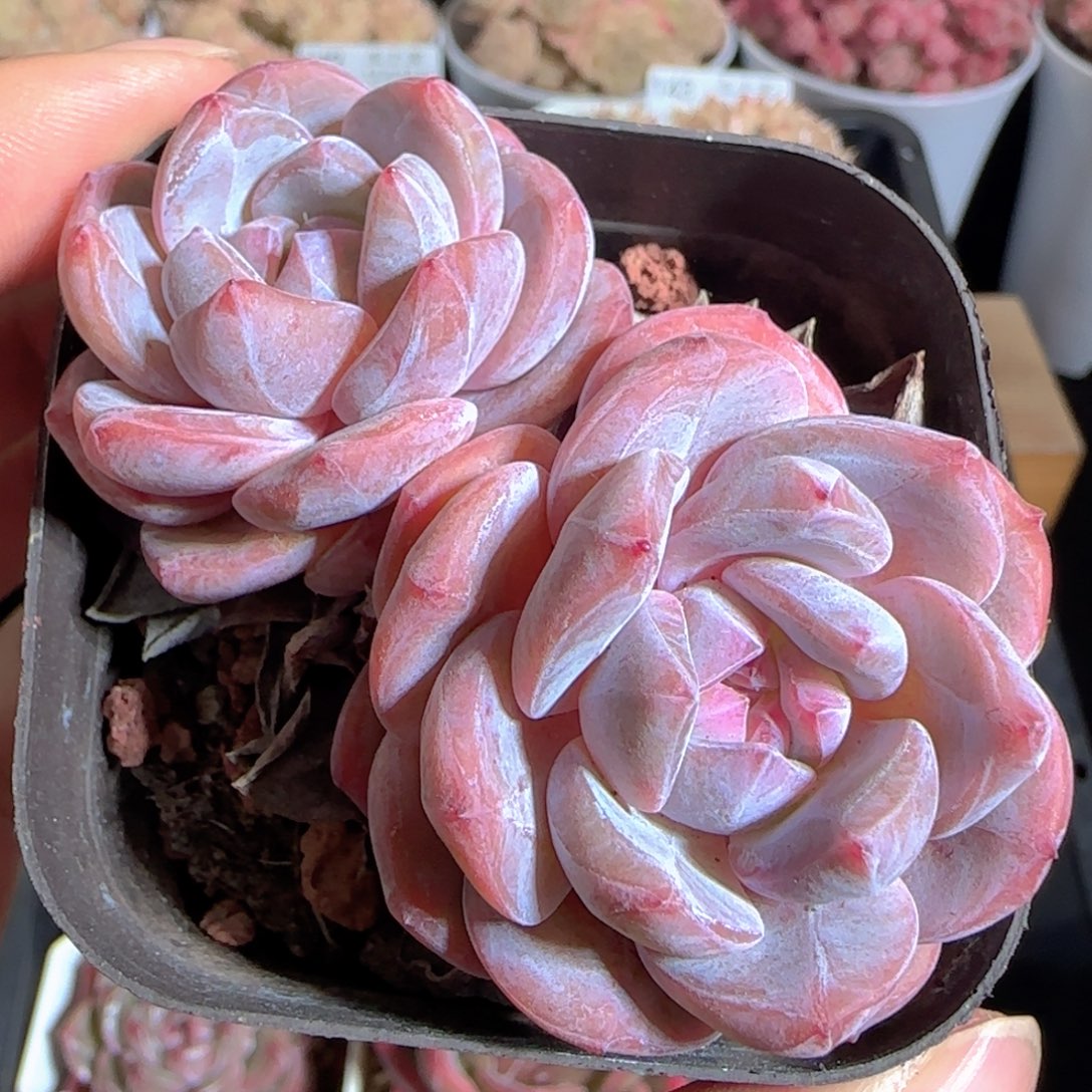 多肉1223-153石榴籽星影双头