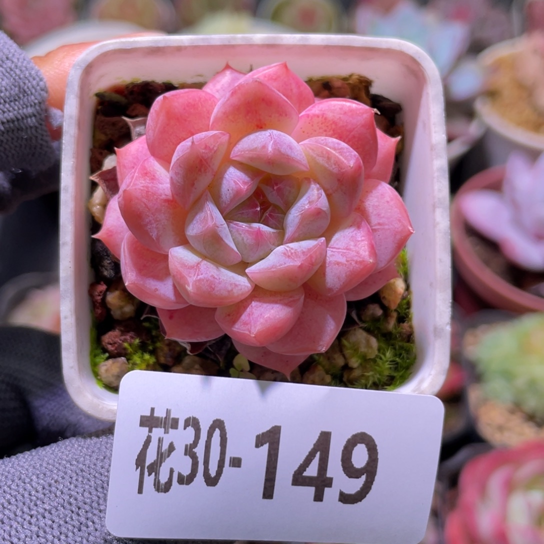 花利美30-149白桃汽水