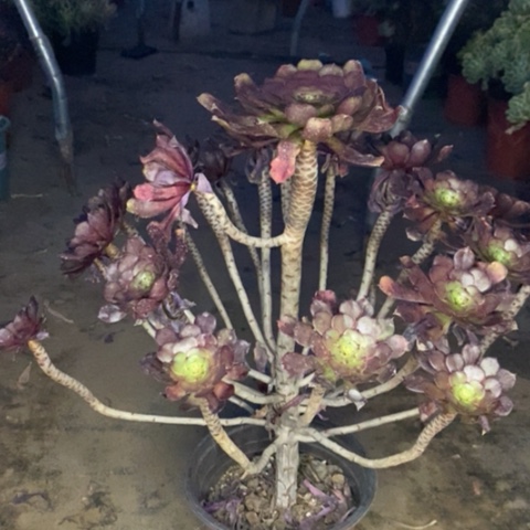 红桐多肉植物098