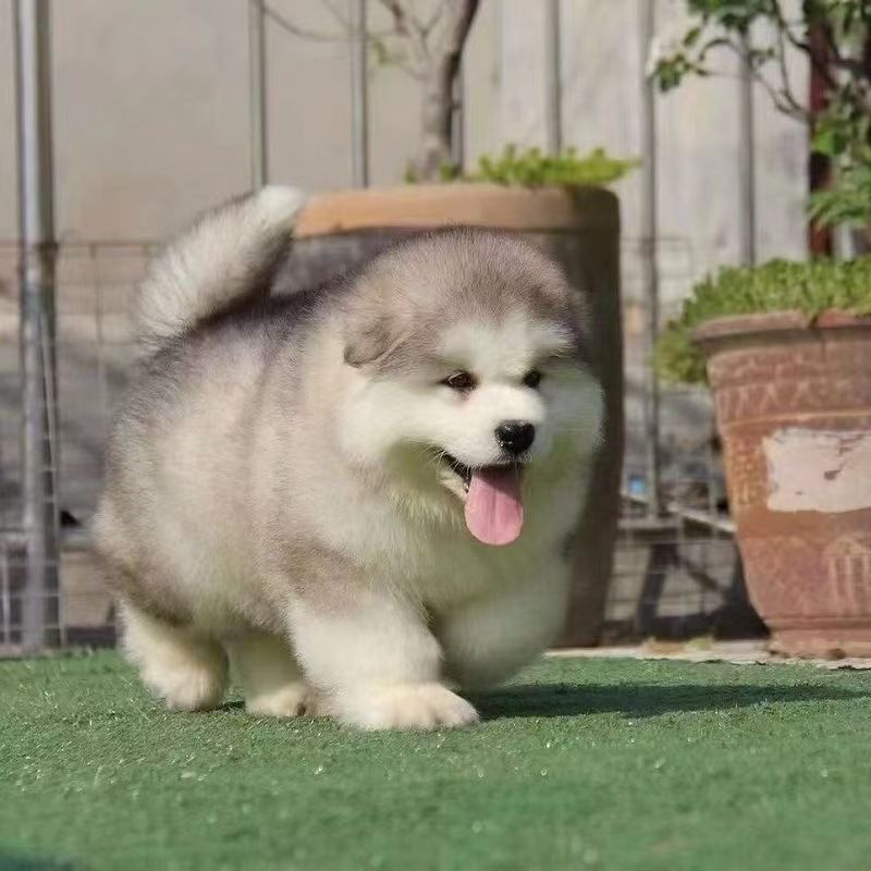 阿拉斯加幼犬巨型犬大型护卫犬犬瘟细小售后保障