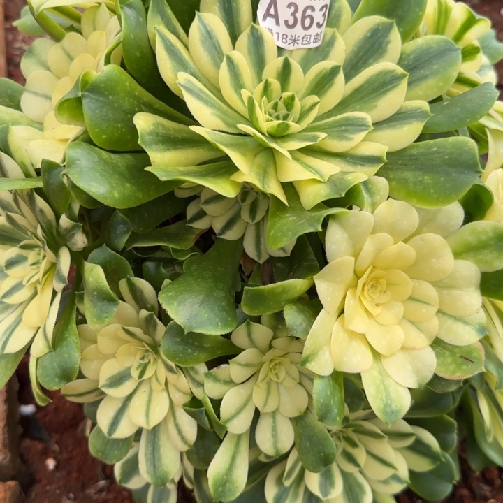 多肉法师一名呀朵