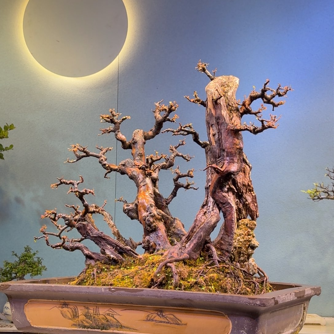 你***吗无花朵雀梅盆景一物一拍