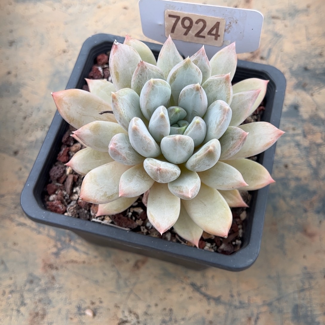 【闪购商品】西*7924。 1111111