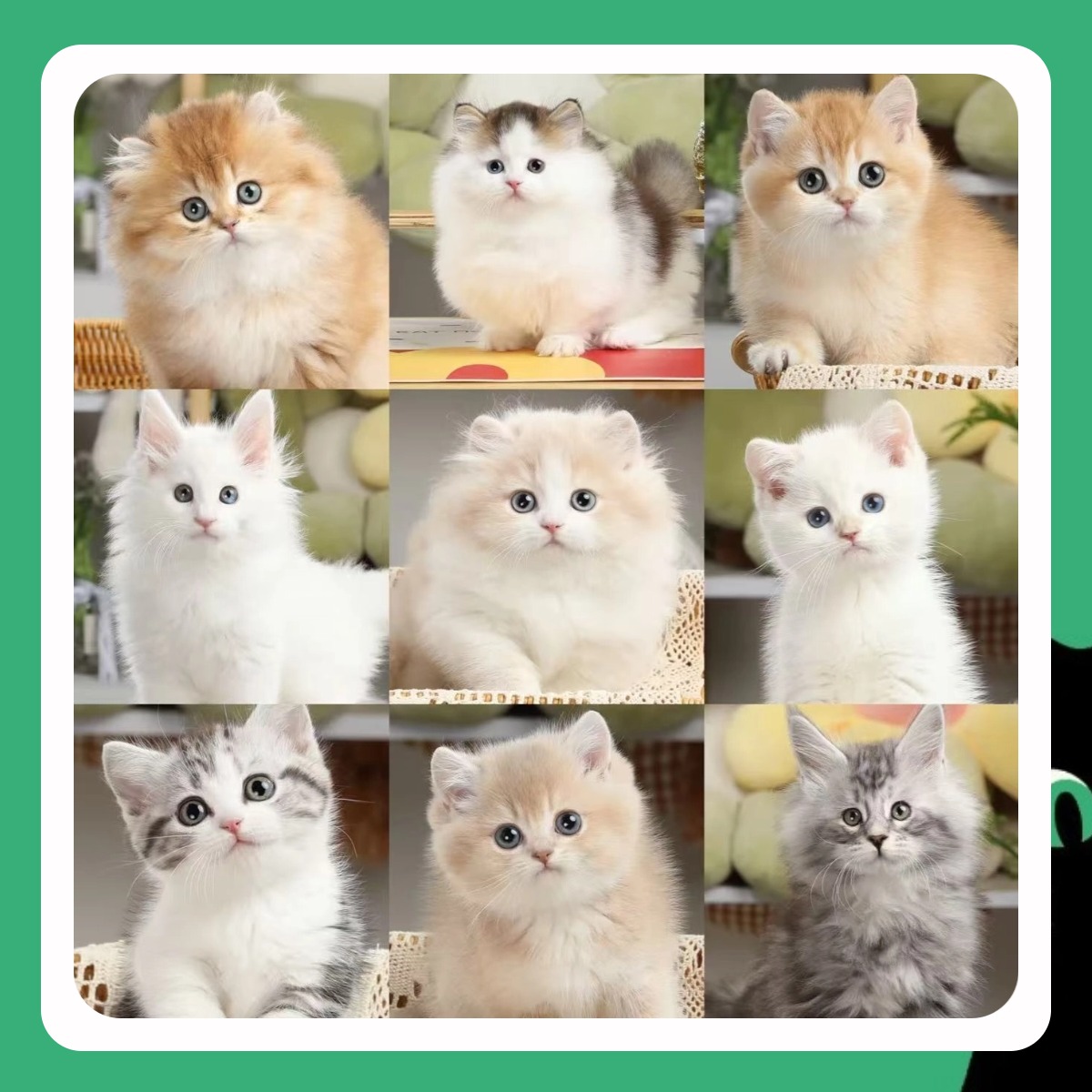 【喵叔家的矮脚猫】小猫咪活体