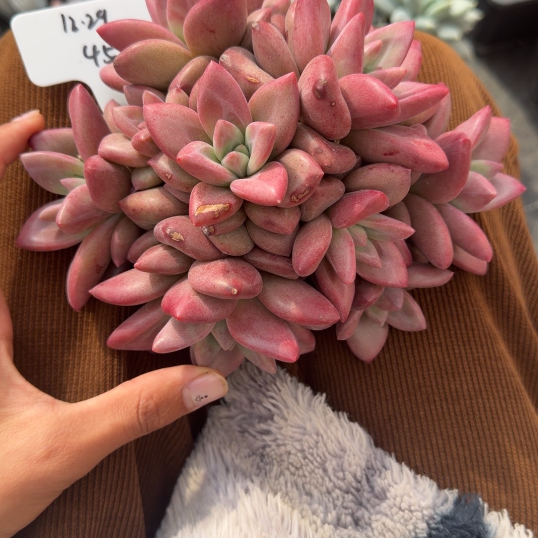 一物一拍母本赫菲大群45