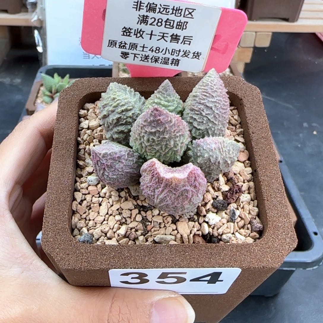 冰***酱354巨猪宝多肉植物