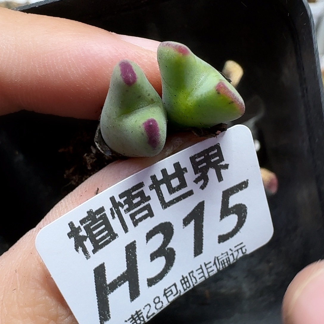 多肉植物的润泽地