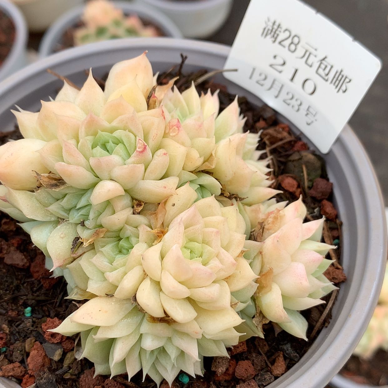 【闪购商品】云210