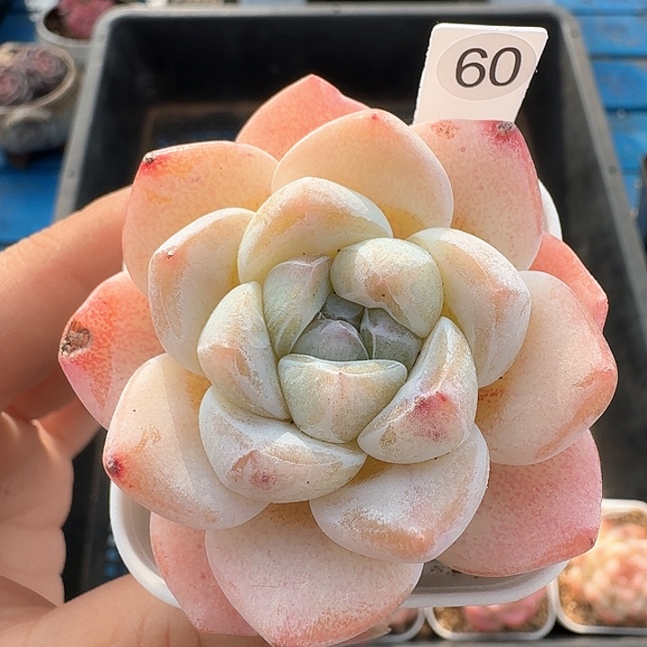 冰玉杂交多肉植物60
