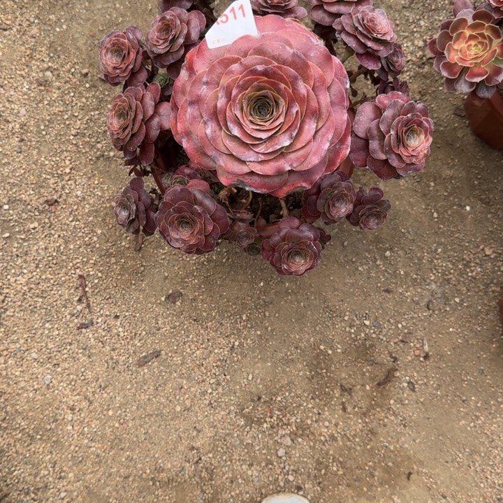 无花朵魅金玫瑰511多肉植物