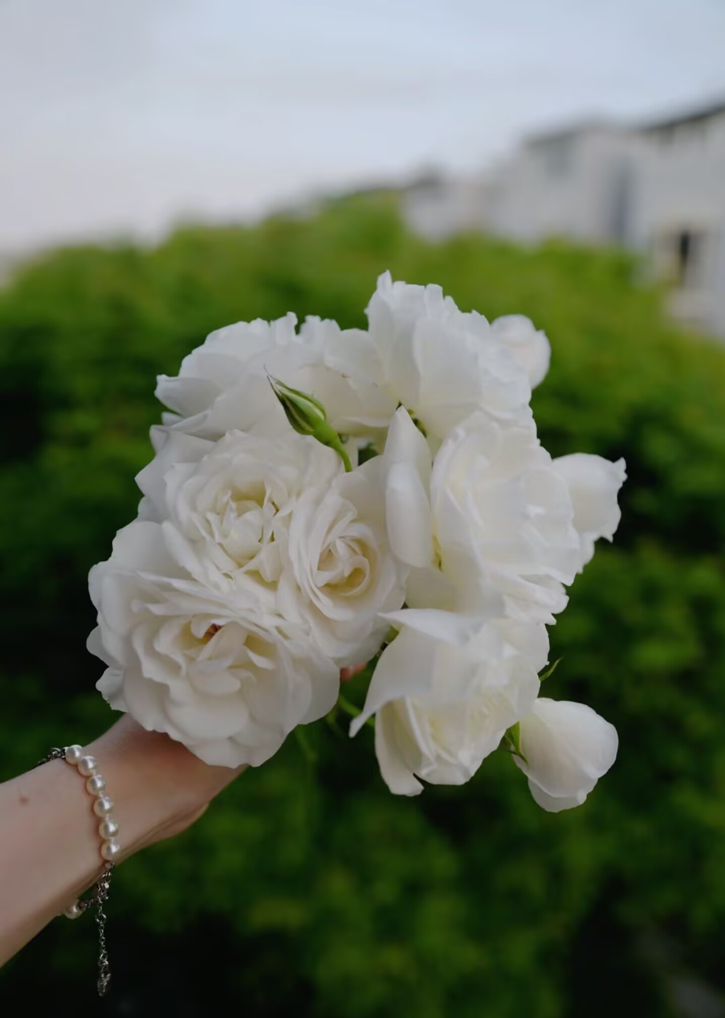 藤冰山  爬藤月季大花浓香型庭院阳台种植盆栽地栽四季开花