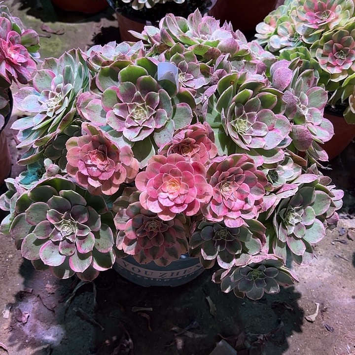 多肉植物粉花妖00813