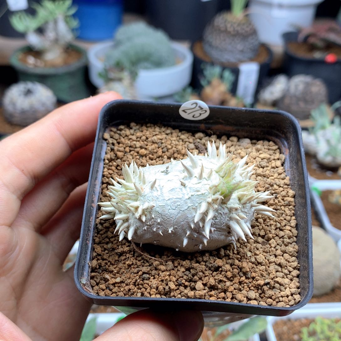 z*m惠比须笑带盆发货