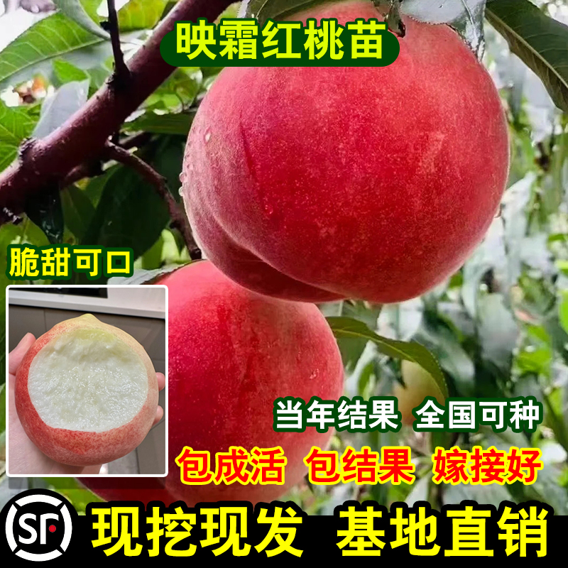 桃树果树苗映霜红桃树苗嫁接桃苗冬雪王桃晚熟桃苗大果丰产