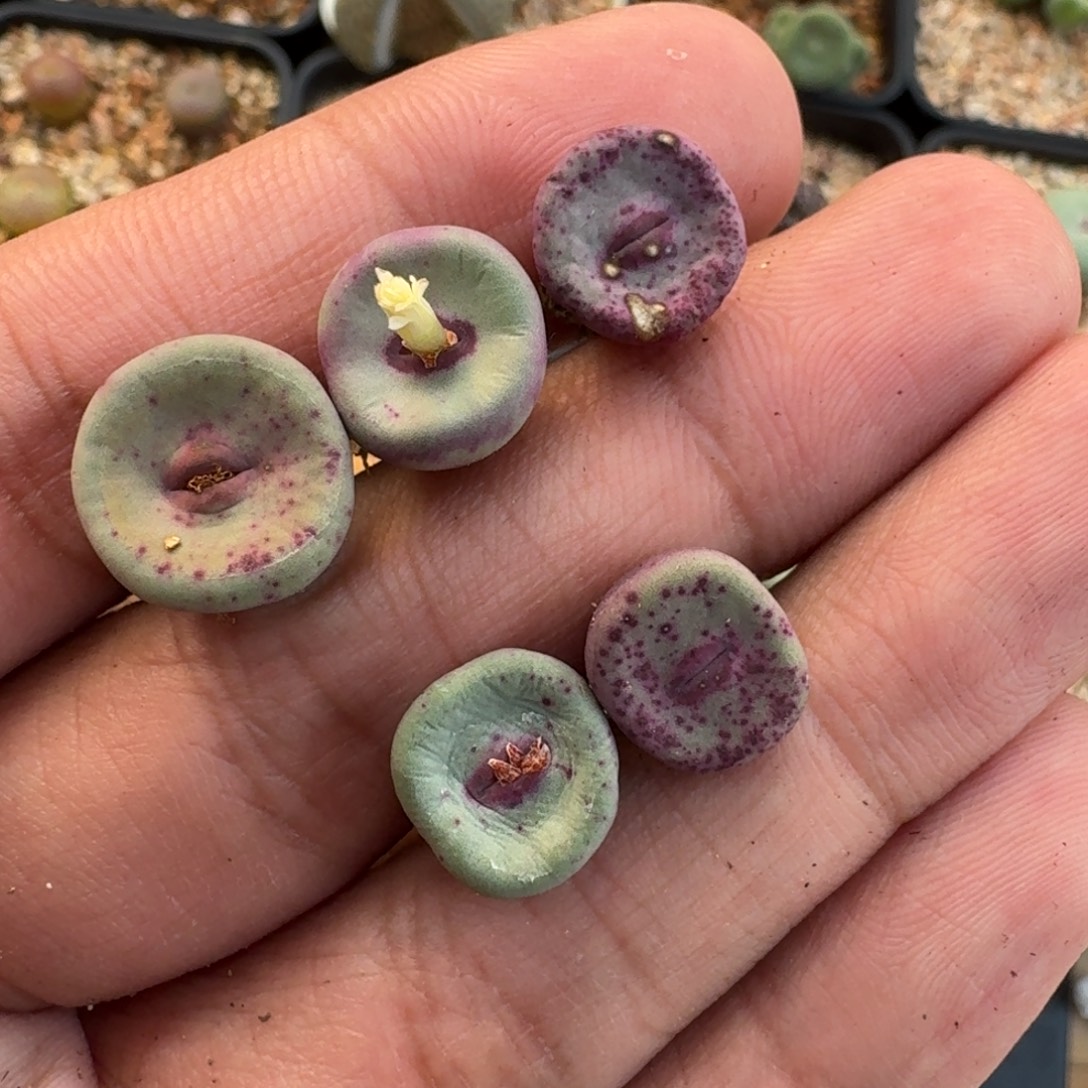 云缦精品番杏30.23