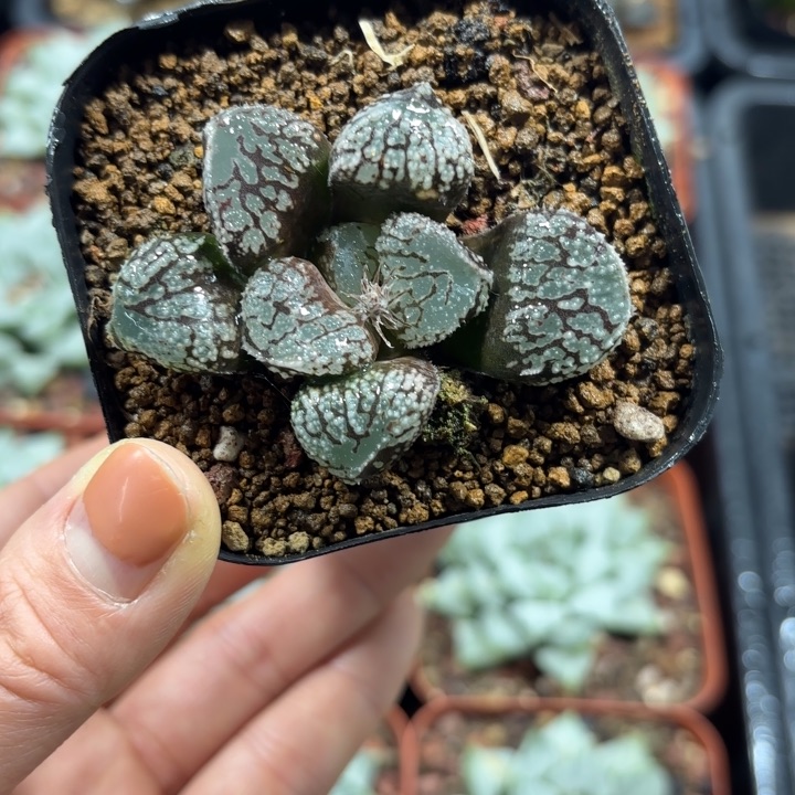 魔多寿多肉植物666